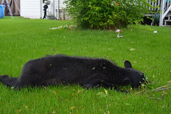 A black bear (pictured while sedated) was euthanized yesterday (June 13) after getting into garbage that was improperly secured.