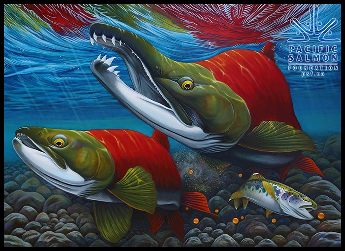 Nick Laferriere painted this piece specifically for the Pacific Salmon Foundation’s annual art competition to find an image to place on the Salmon Conservation Stamp. Laferriere’s acrylic painting was chosen as the winner.