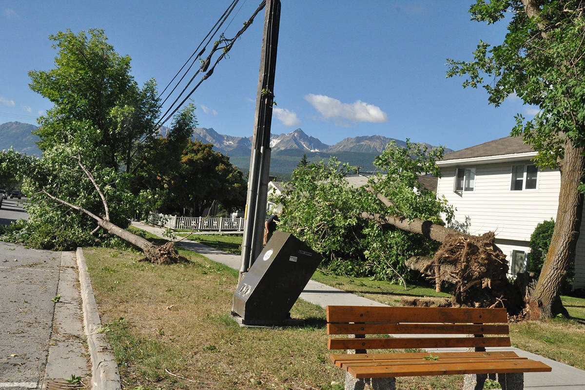 Two trees were downed on 10th Avenue South, just across from The Source, after last night’s storm.                                Jessica Schwitek/Star Photo