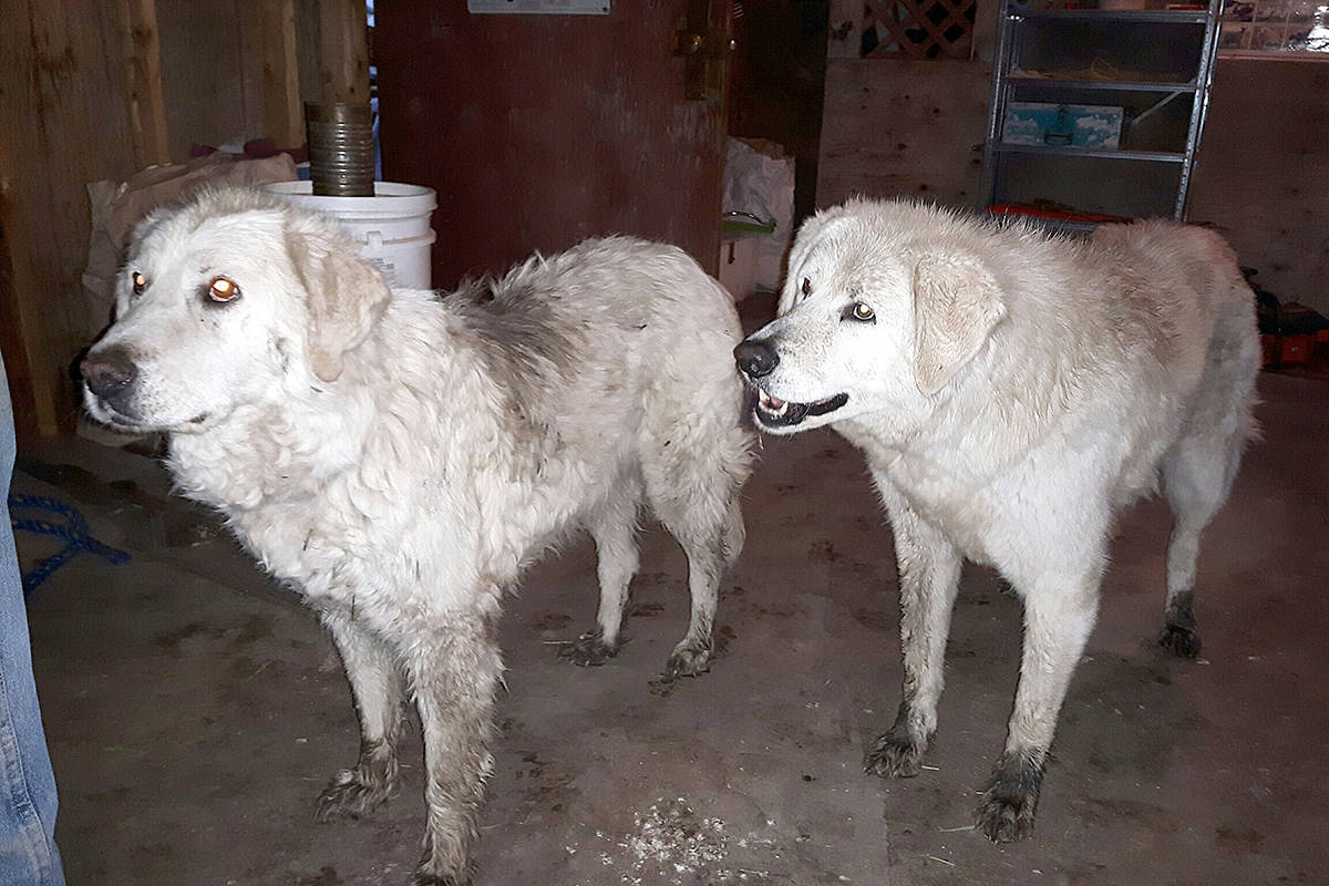 Sophie (left) and Tad, two Maremma sheepdogs, stayed behind in the wildfire evacuation zone to look after their herd of sheep. Lynn Landry photo.