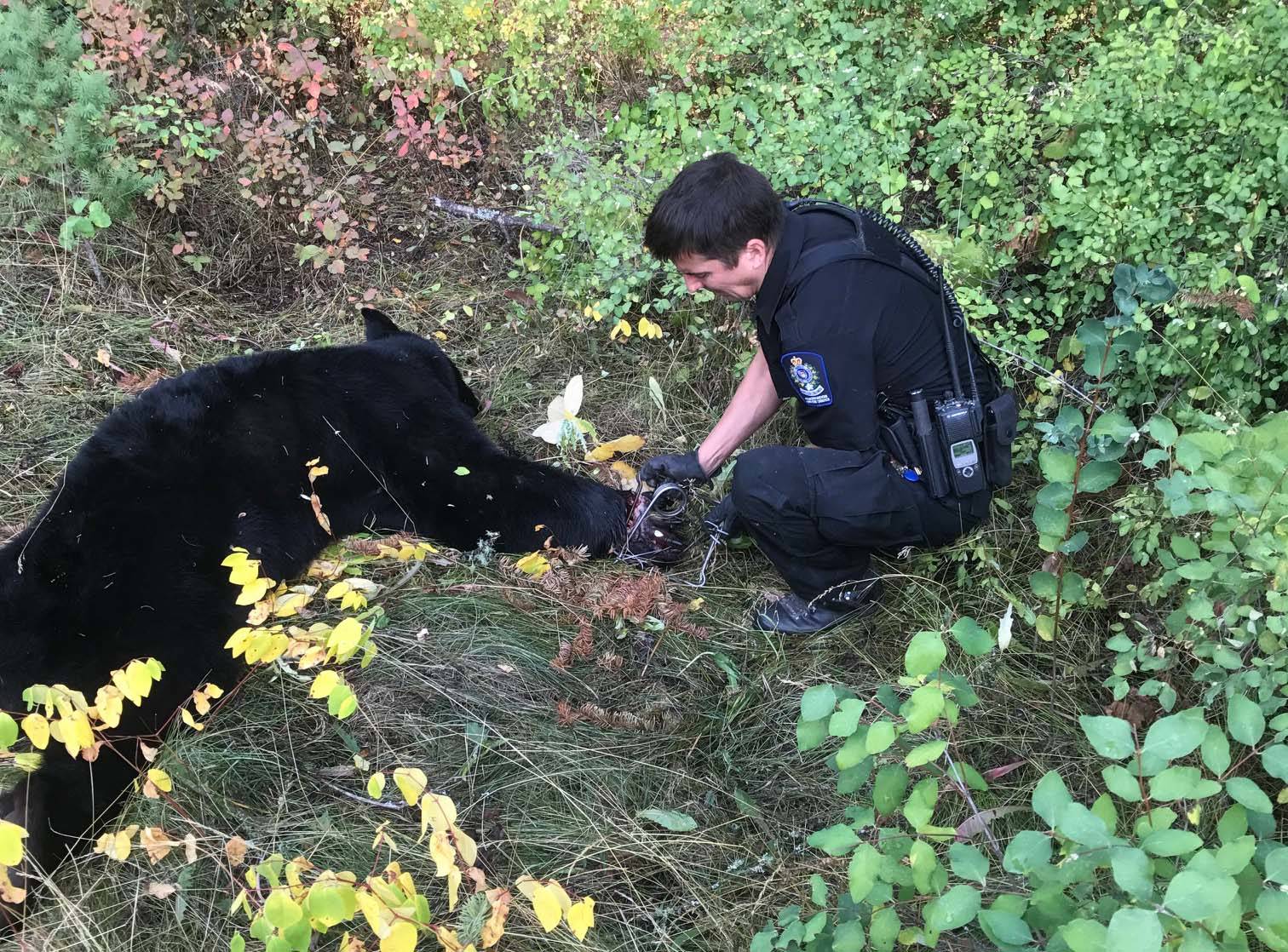 Injured bear released by conservation officer near Golden