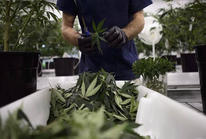Workers produce medical marijuana at Canopy Growth Corporation’s Tweed facility in Smiths Falls, Ont., on Monday, Feb. 12, 2018. Licensed marijuana producers in Canada are forced to throw out thousands of kilograms of plant waste each year in what is a missed opportunity to repurpose the byproduct, growers say. THE CANADIAN PRESS/Sean Kilpatrick