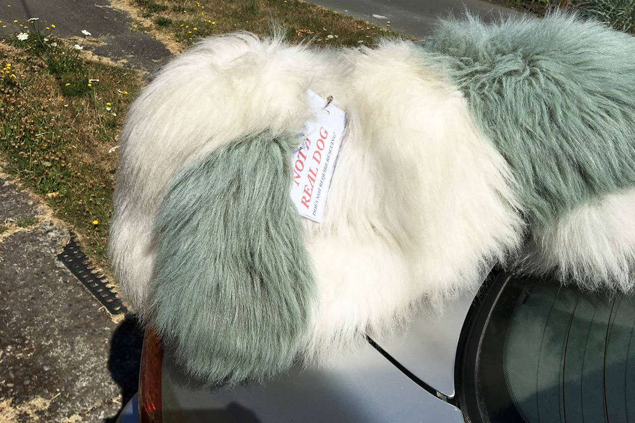 Blake Handley had to put additional labels and ribbons on his stuffed toy, Rory, after his car was broken into to ‘save’ a dog. Facebook/Blake Handley