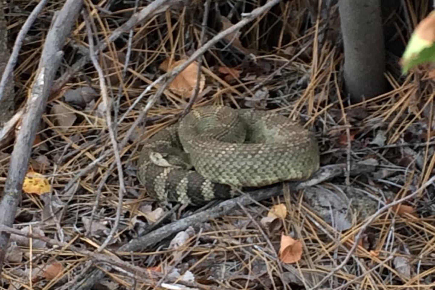 A picture of a Western Rattlesnake taken by a BC Wildfire crew member working the Snowy Mountain fire, (BC Wildfire)
