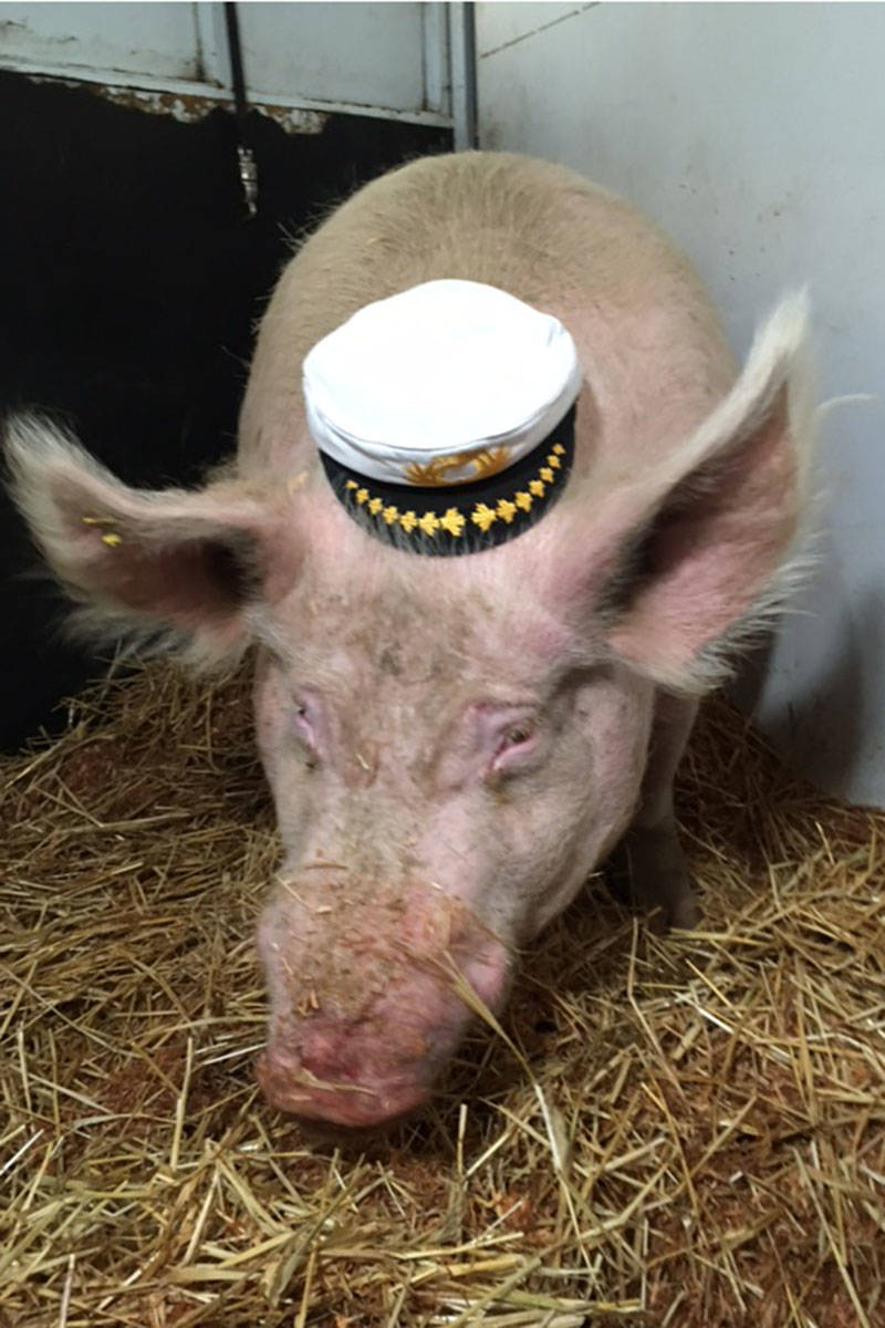 Theo poses with a captain’s hat in his trailer on the B.C. Ferries. Courtesy Jayne Nelson