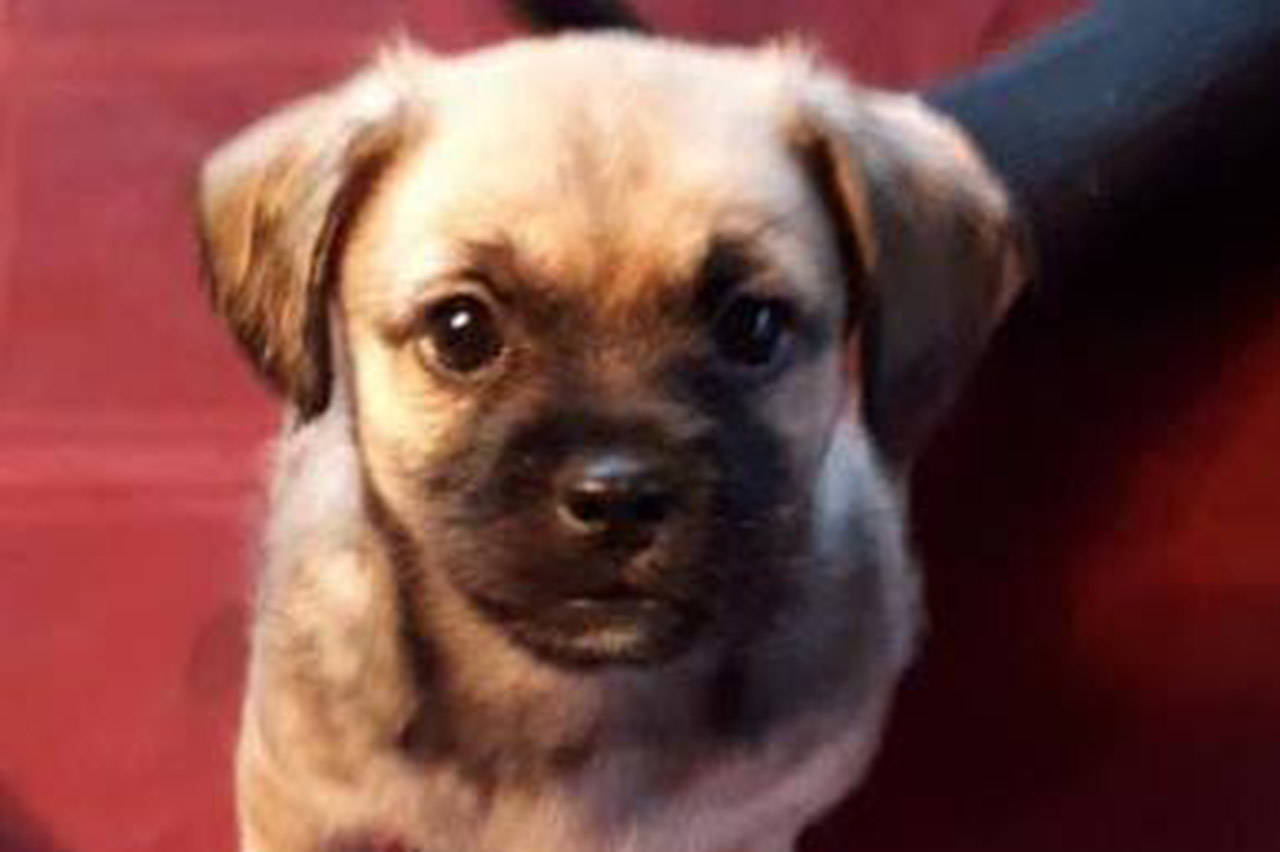 Skittles is beleived to be a Shih tzu/pug/ Jack Russell cross whose life was saved when a vet gave him Naloxone. (Facebook/ Victoria Humane Society)