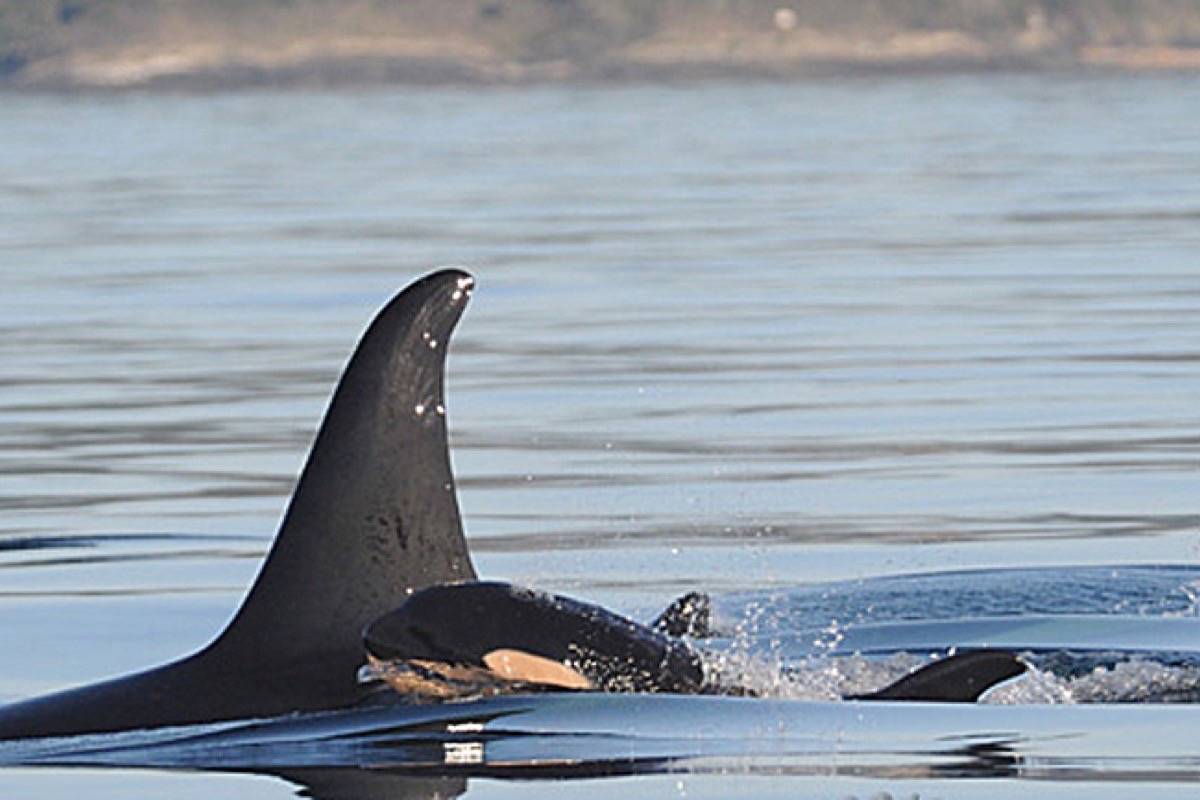 B.C.’s southern resident killer whale population has fluctuated between 70 and 99 animals since studies began in the early 1970s. One factor in calf survival is inbreeding with the small subgroup. (Black Press files)