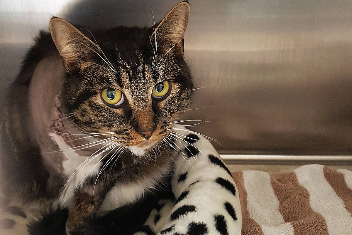 Onyx the cat had his leg amputated after being shot with a pellet gun in Nanoose Bay. (BC SPCA photo)