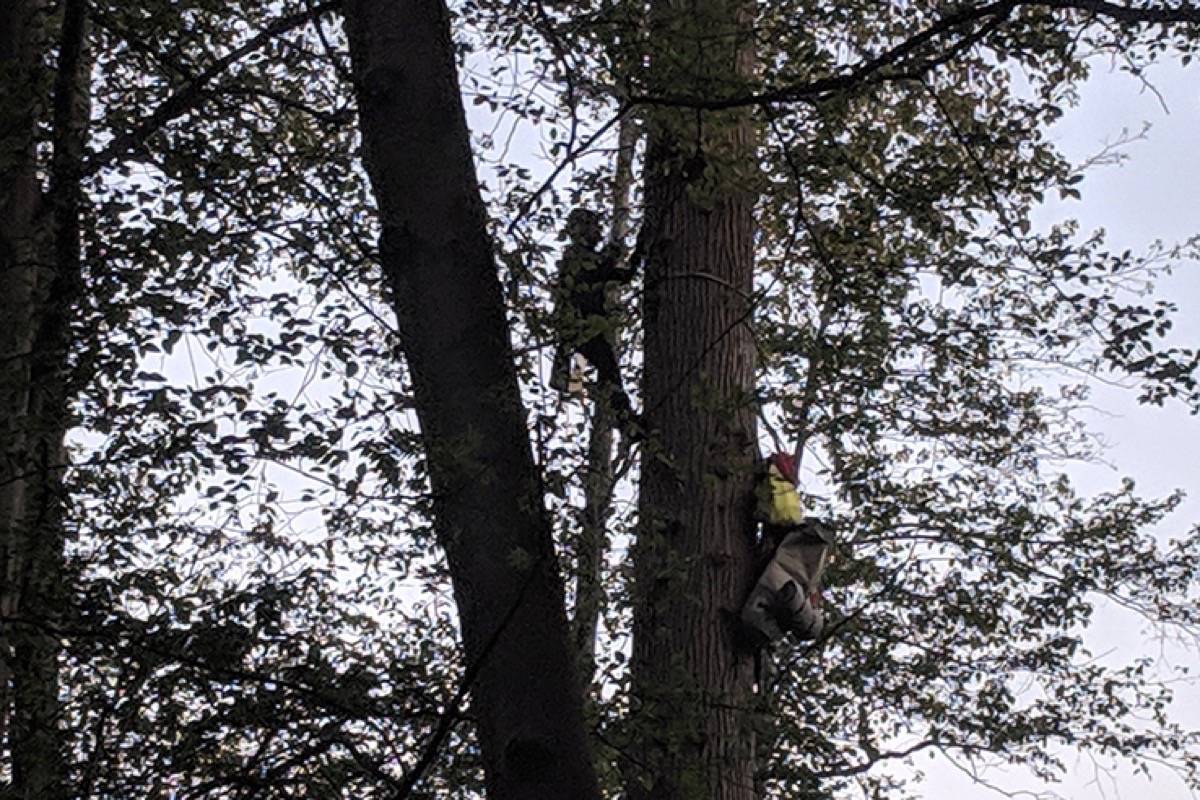 Protester climbs into tree at Trans Mountain pipeline terminal in B.C.