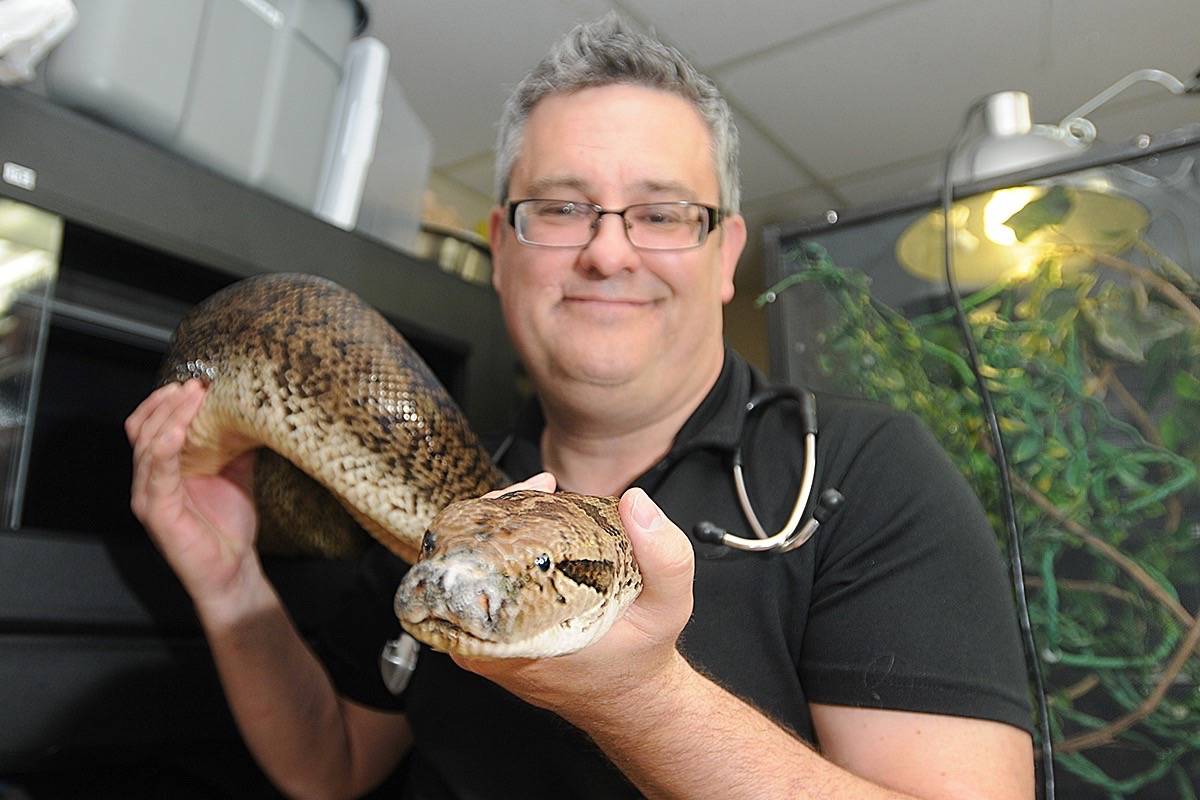 Dr. Adrian Walton with Mombo, a 4.5 metre,                                34-kilogram Burmese python.                                (Colleen Flanagan/                                THE NEWS)