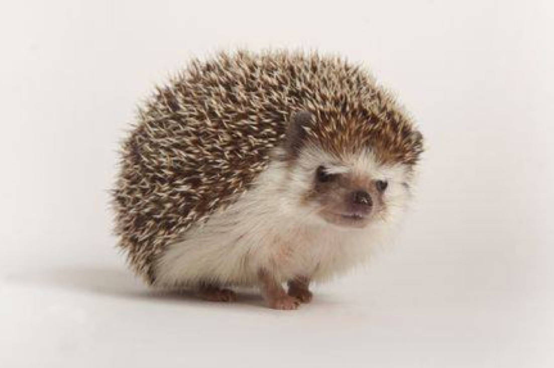 Five hedgehogs were found in the parking lot of the Maple Ridge branch of the BC SPCA. (Contributed)                                Five hedgehogs were found in the parking lot of the Maple Ridge branch of the BC SPCA. (Contributed)