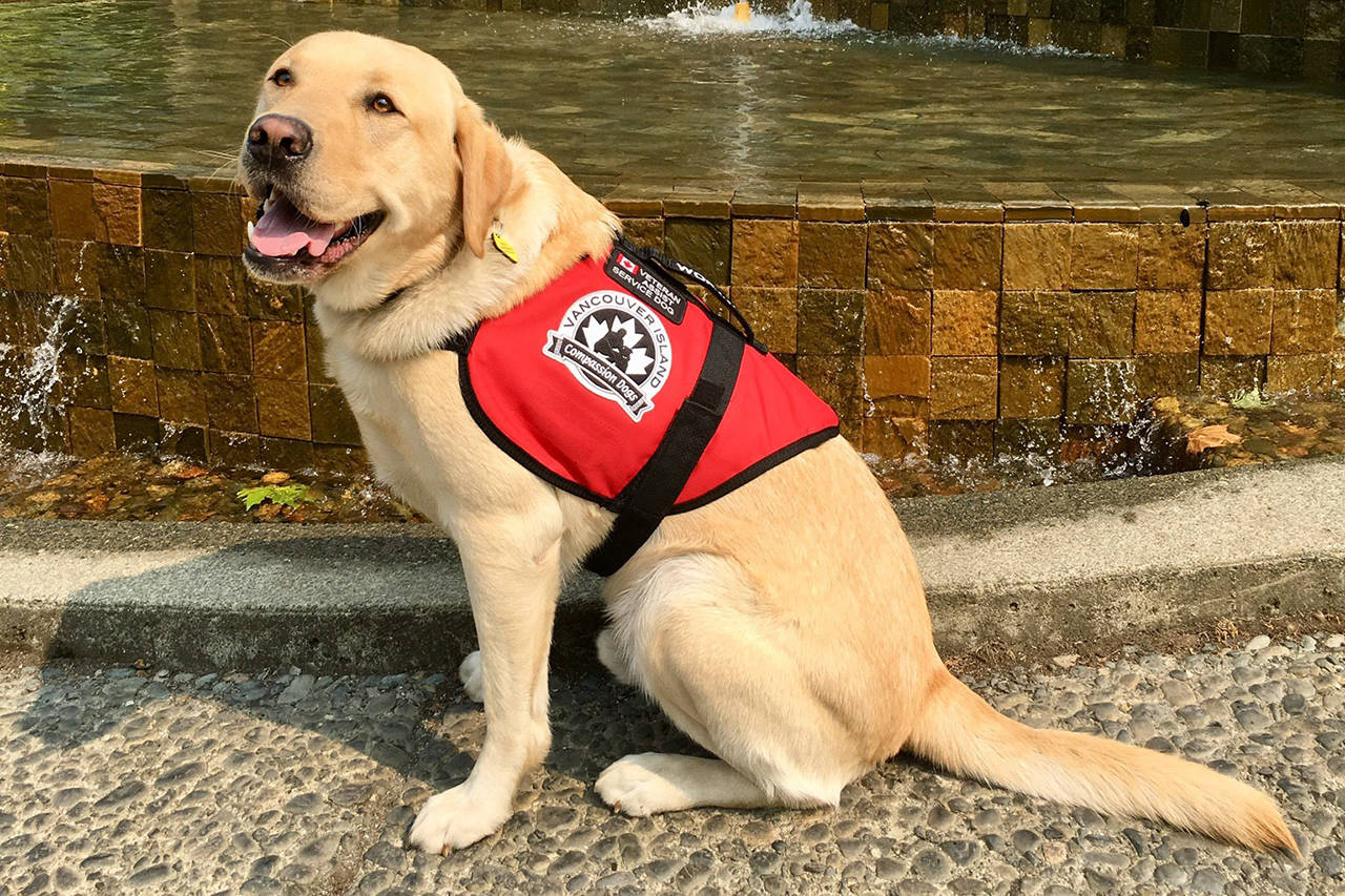 Waldie is a certified service dog. He helps Don Watson go out in public after Watson was diagnosed with PTSD. (File contributed/ Don Watson)
