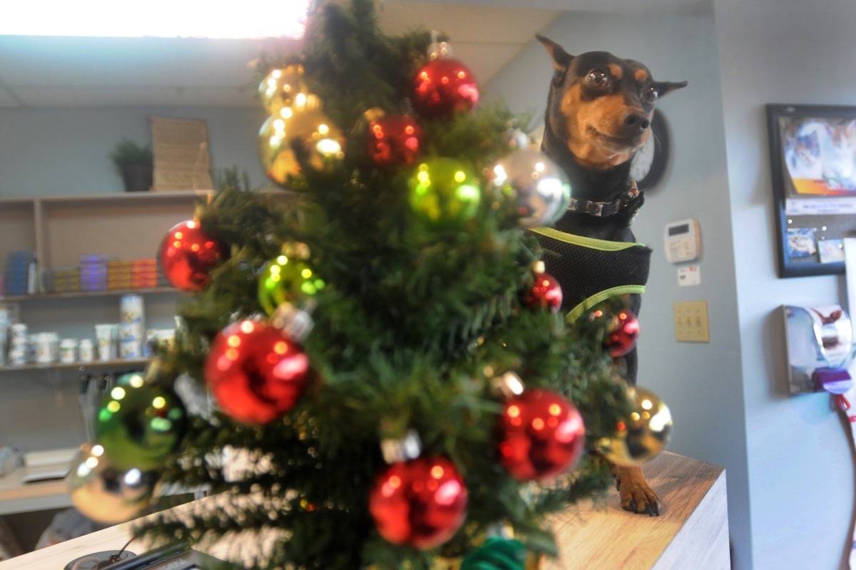 Needles from Christmas trees are more harmful to pets than the possibility of ticks. (Colleen Flanagan – THE NEWS)