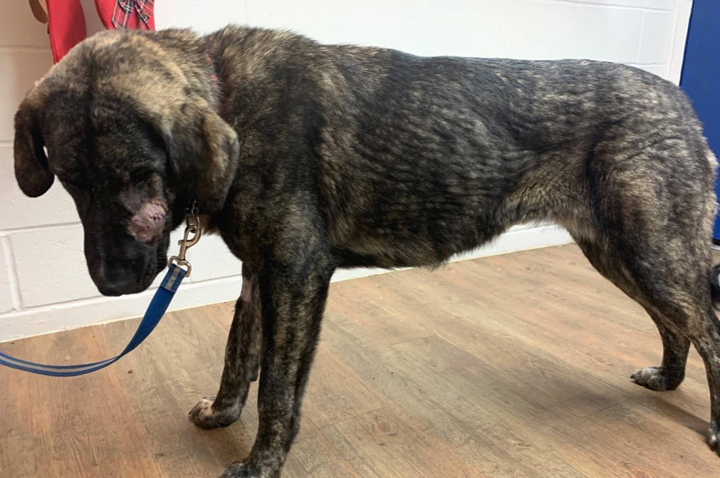 Four shepherds living in deplorable conditions have been surrendered to the B.C. SPCA. (Contributed)