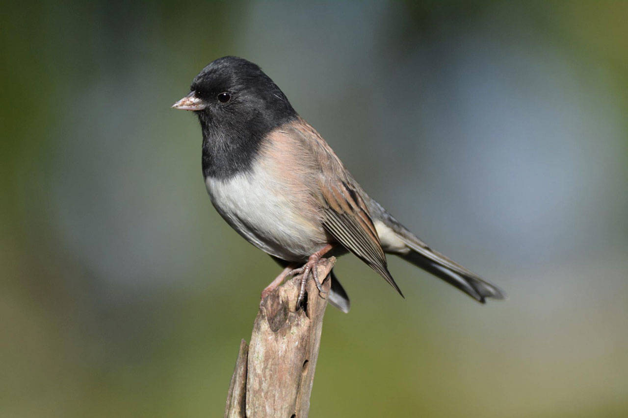 Dark-eyed juncos are familiar winter visitors at most bird feeders in the Pacific Northwest. (Black Press Media file)