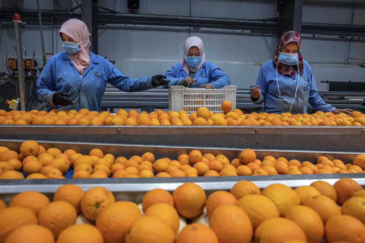 World update: Orange exports surge; Nations pan U.S. decision to de-fund WHO