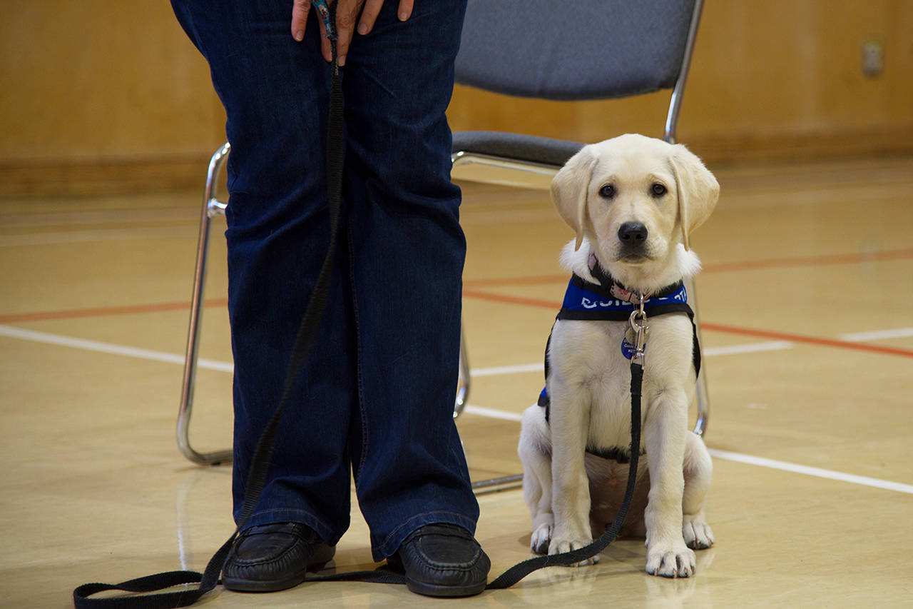 Blossom, an 11-week-old lab with her trainer, Cheryl Tradewell, in training to be a service dog with the BC and Alberta Guide Dog Society. (Nicole Crescenzi/News Staff)