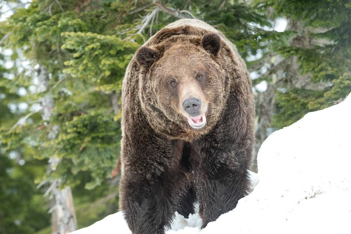 Grinder and Coola, two bears rescued from northern B.C. in 2001, awoke from their 19th hibernation at Grouse Mountain in North Vancouver, B.C., on Tuesday, April 21, 2020. (Grouse Mountain photo)