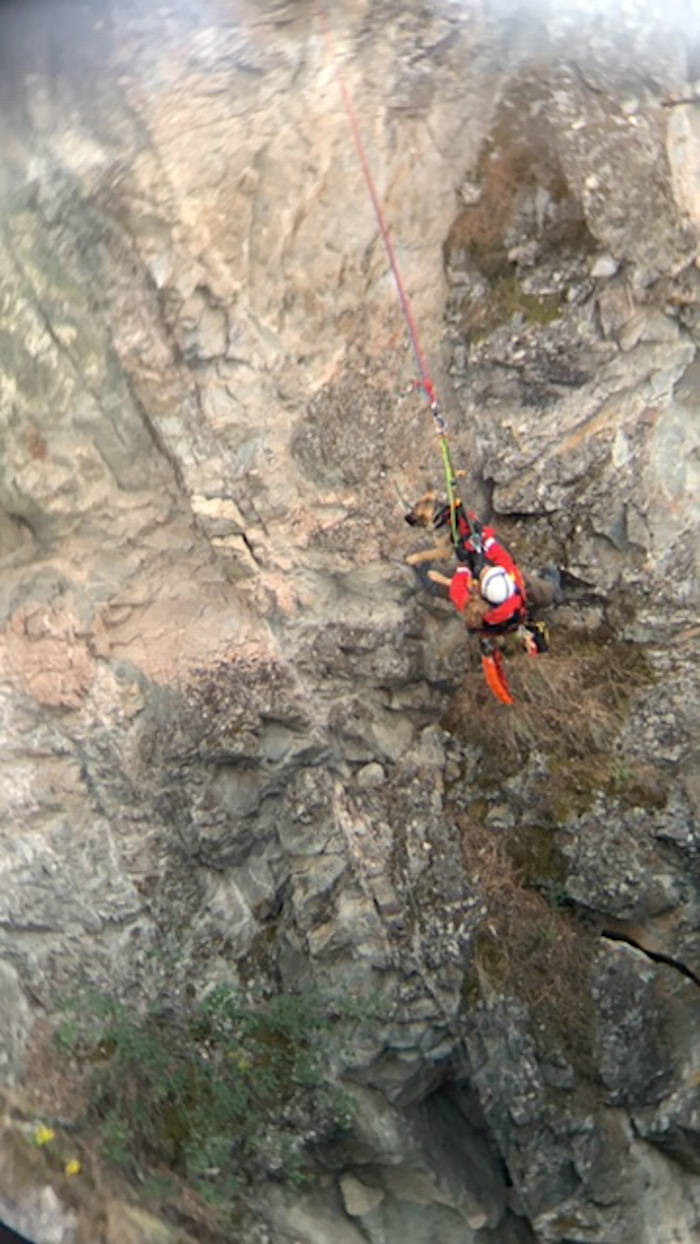 Penticton Search and Rescue assisted in rescuing a dog from a rocky ledge below the Trout Creek bridge in Summerland on June 30. (Contributed)