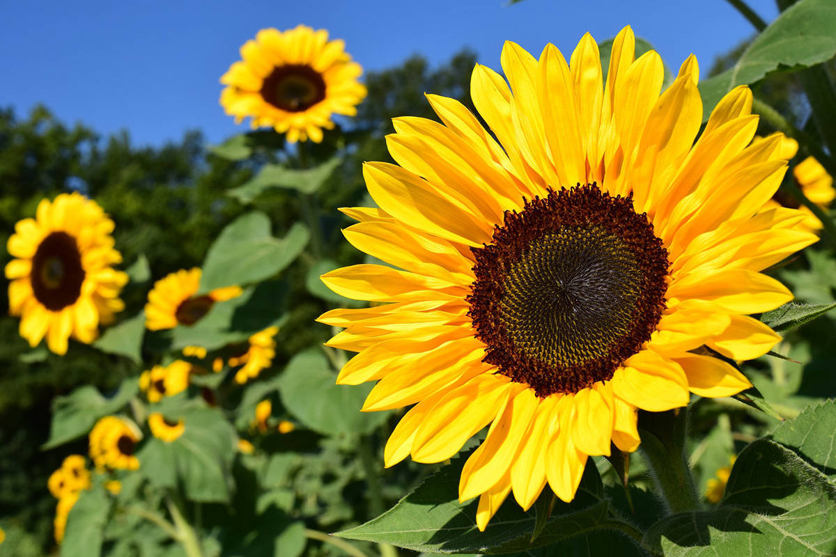 ‘The Sunflower Project’ aims to connect rural communities together during these difficult times. (Black Press Media file)