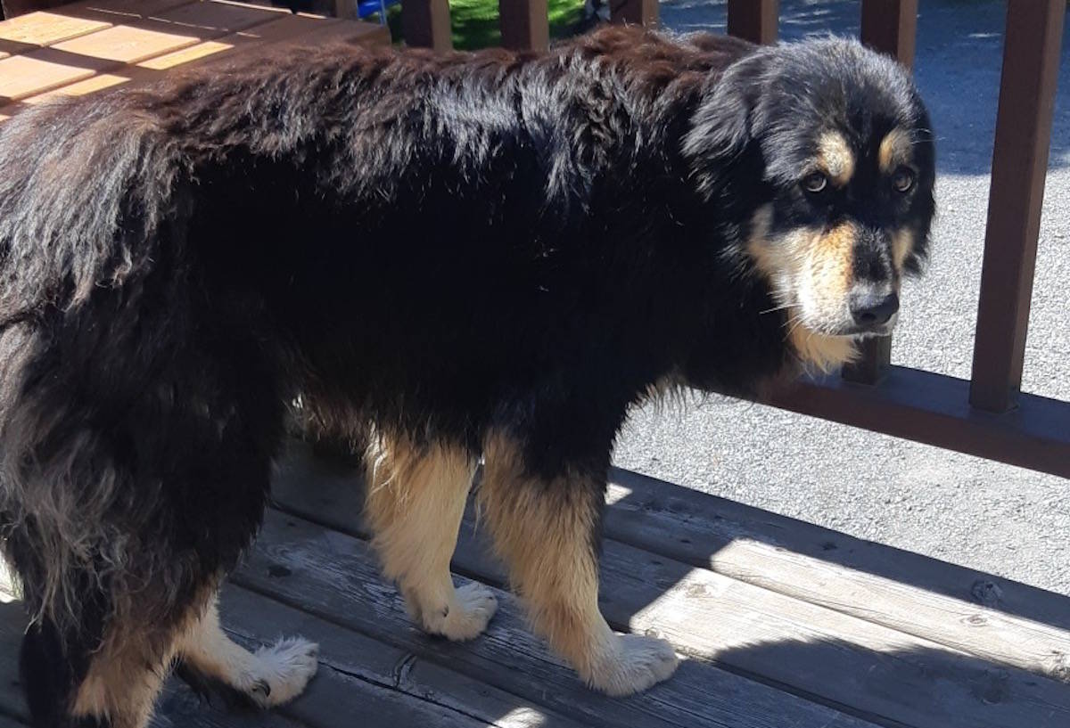 Stella, also known as ‘Shaggy Maggy’ to the two Sooke men who rescued her from a cove nearby Magdalena Point on Saturday, has been reunited with her family from Chemainus. (Zach Regan photo)