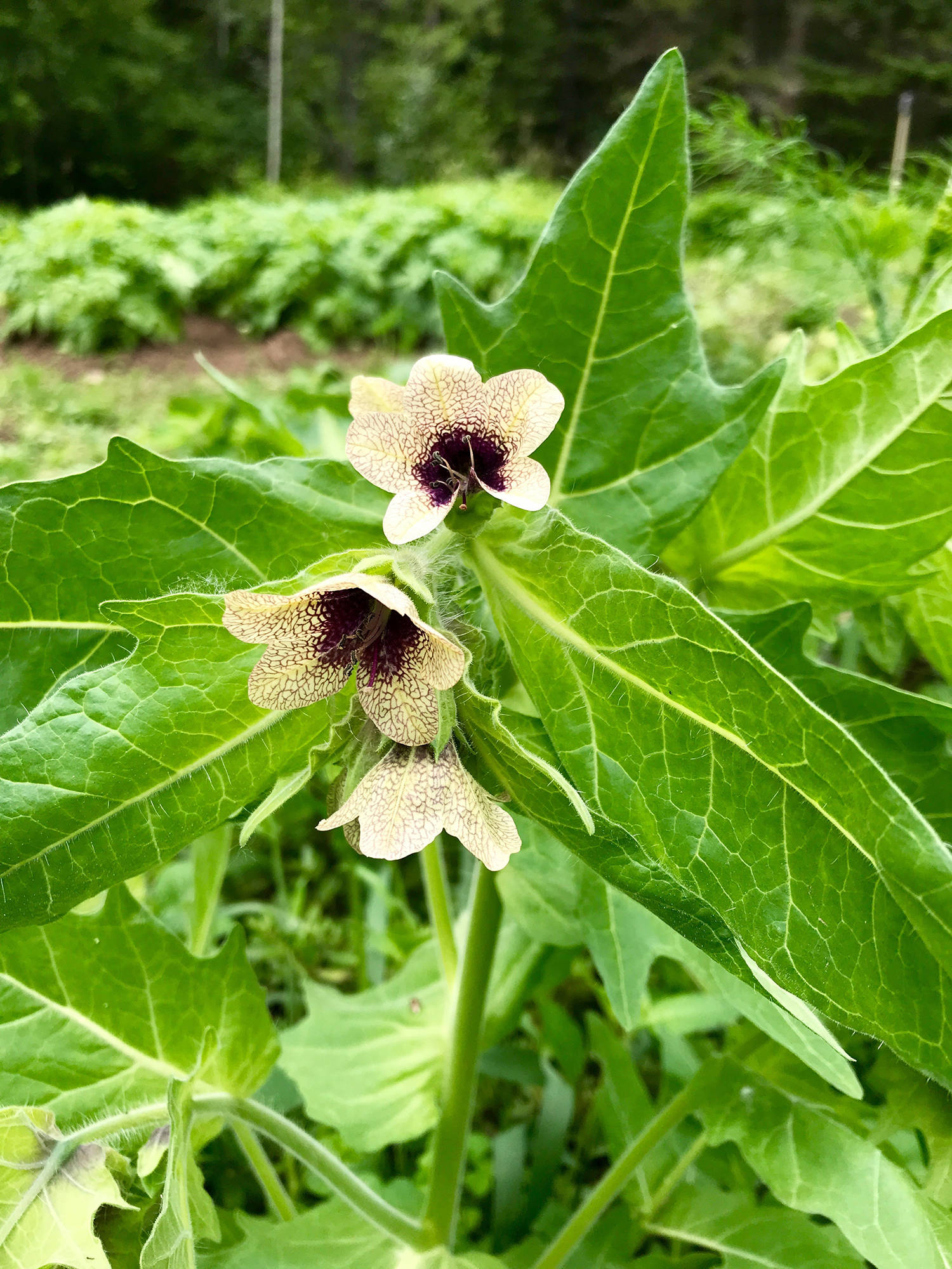 Jim Cooperman recently found a specimen of black henbane, also called stinking nightshade, growing on his North Shuswap property. The invasive species has only been found in five locations in British Columbia. (Jim Cooperman photo)