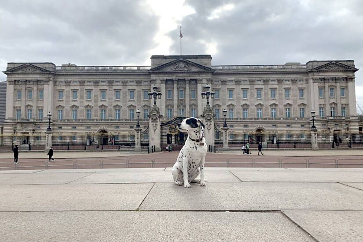 Tika, a Dalmatian originally rescued from a south Cloverdale puppy mill in 2015, sits in front of Buckingham Palace in London. (Stephanie Goldberg photo)