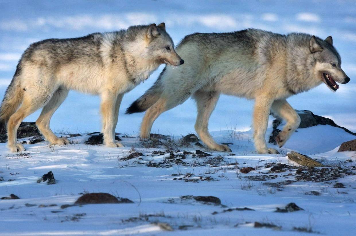 Wolves roam the tundra near the Meadowbank Gold Mine in the Nunavut on Wednesday, March 25, 2009. THE CANADIAN PRESS/Nathan Denette