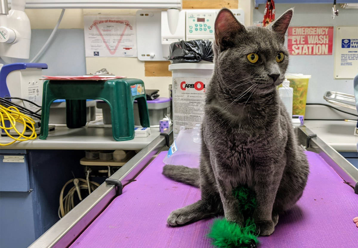 Geiger is the sole survivor of a recent at-home neutering attempt in Vancouver. On Nov. 24, 2020, the BC SPCA issued a plea for pet owners to not attempt these surgeries themselves. (BC SPCA handout photo)