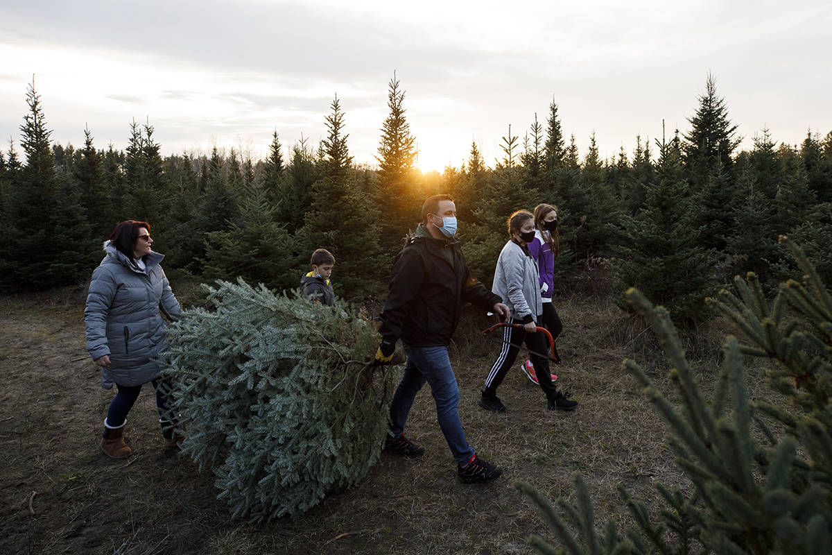 Ash and Lisa Van carry a freshly cut Christmas tree while wearing personal protective masks at a Christmas Tree Farm in Egbert, Ontario, Sunday, Nov. 29, 2020 THE CANADIAN PRESS/ Cole Burston