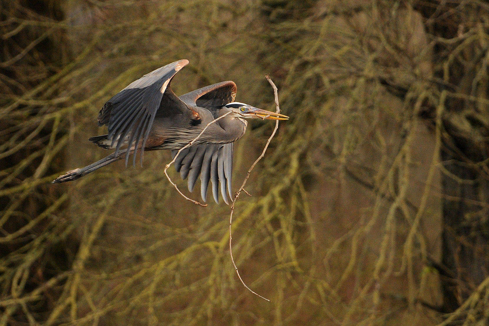 A heron brings a twig back to its nest at the Great Blue Heron Nature Reserve in Chilliwack on March 18, 2015. Tuesday, Jan. 5, 2021 is Bird Day. (Jenna Hauck/ Chilliwack Progress file)