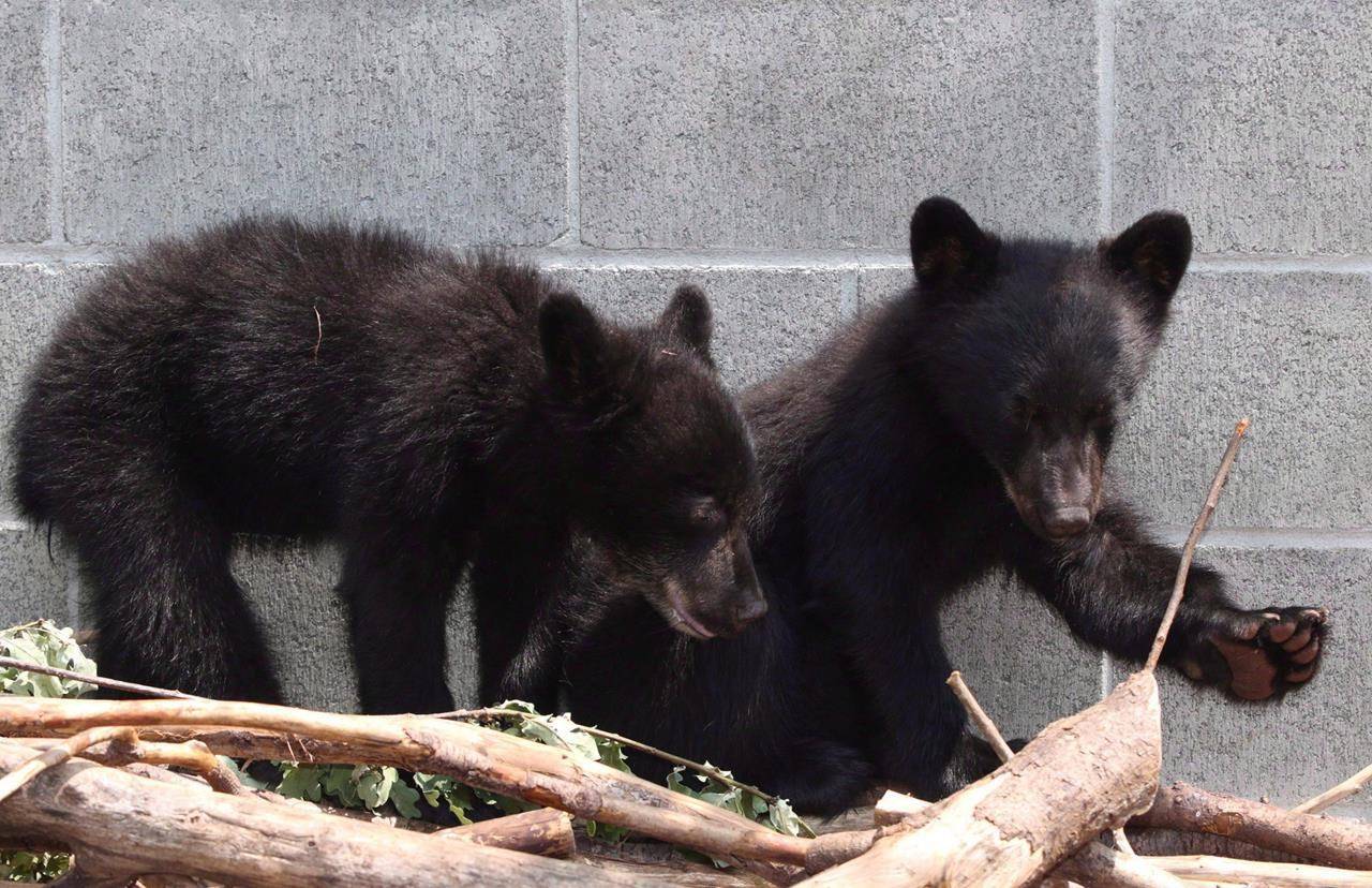 Black bear cubs Athena and Jordan look on from their enclosure at the North Island Wildlife Recovery Association in Errington, B.C., on July 8, 2015. Conservation Officer Bryce Casavant won the hearts of animal lovers when he opted not to shoot the baby bears in July after their mother was destroyed for repeatedly raiding homes near Port Hardy, B.C. THE CANADIAN PRESS/Chad Hipolito