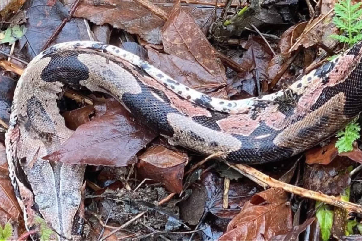 This red-tailed boa was found frozen to death near Agassiz after its owner dumped it. (Dewdney Animal Hospital/Facebook)