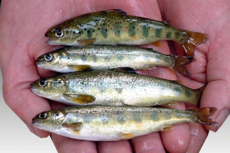Smolts from three hatcheries on North Vancouver Island which were scheduled for fish farms in Discovery Islands will be culled as there are no other production sites to move them to, said Mowi Canada West. (Photo courtesy, Mowi)