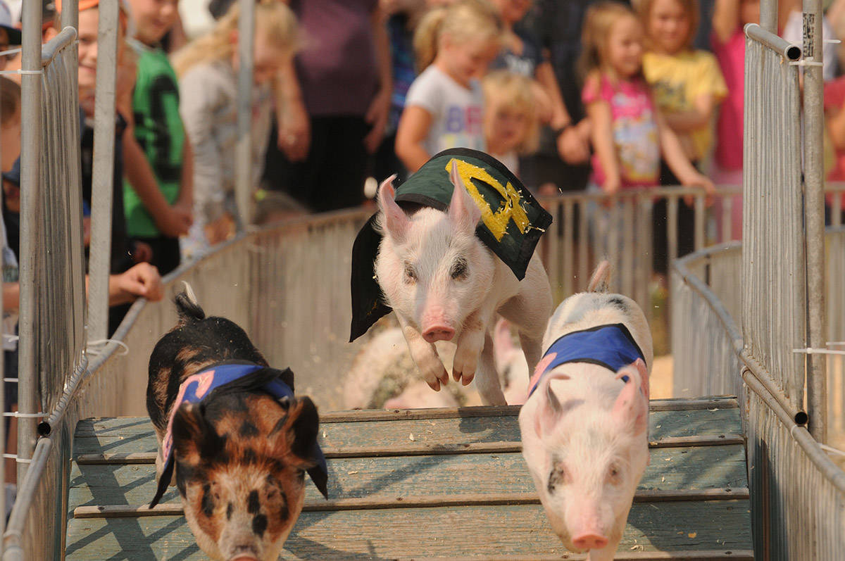 Pig races at the 145th annual Chilliwack Fair on Aug. 12, 2017. Monday, March 1, 2021 is Pig Day. (Jenna Hauck/ Chilliwack Progress file)