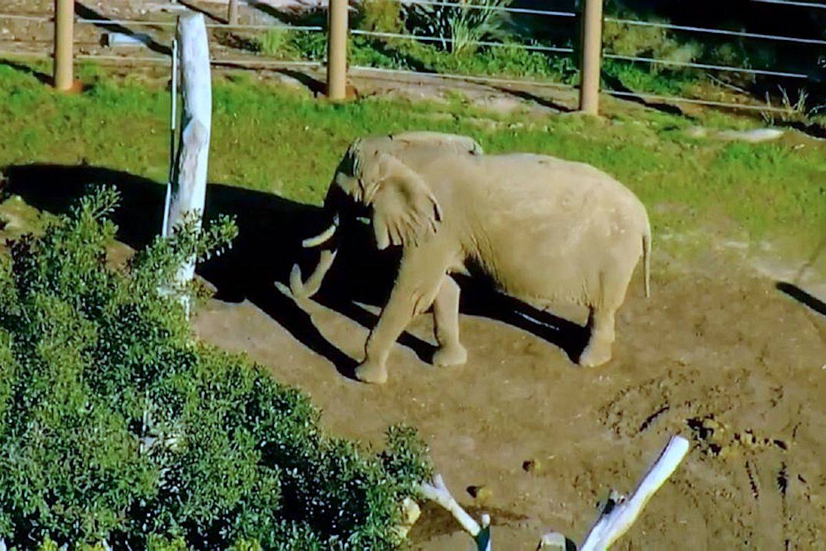 Jose Navarrete, 25, allegedly trespassed into the San Diego Zoo’s elephant habitat while carrying his 2-year-old daughter. (Screengrab/Live cam)