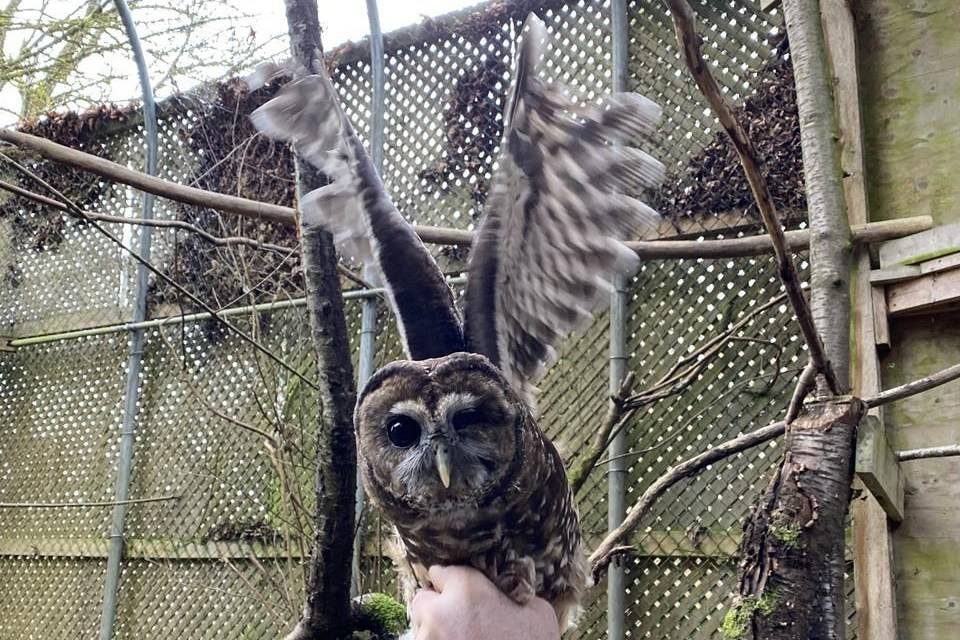 A male, disabled spotted owl from California, seen in an undated handout photo, arrived at a B.C. breeding facility in hopes to mate with some of the captive owls here to strengthen the gene pool. THE CANADIAN PRESS/HO-Northern Spotted Owl Breeding Program, *MANDATORY CREDIT*