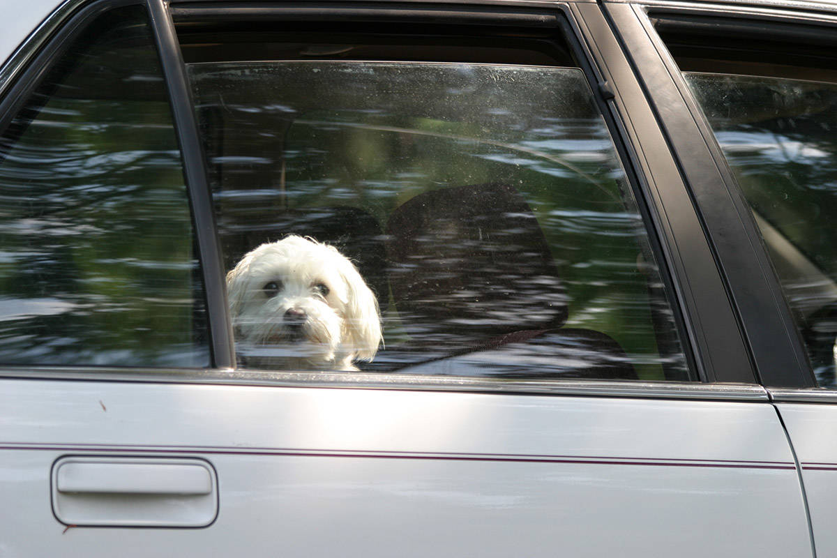 The BC SPCA is reminding drivers of the dangers of having pets in vehicles, both when leaving it parked and when travelling. (Paul Henderson/ Chilliwack Progress file)