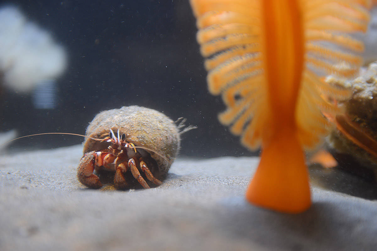 A hermit crab looks out of a tank at the Ucluelet Aquarium on Oct. 27, 2020. Saturday, April 3, 2021 is World Aquatic Animal Day. (Jenna Hauck/ Chilliwack Progress)