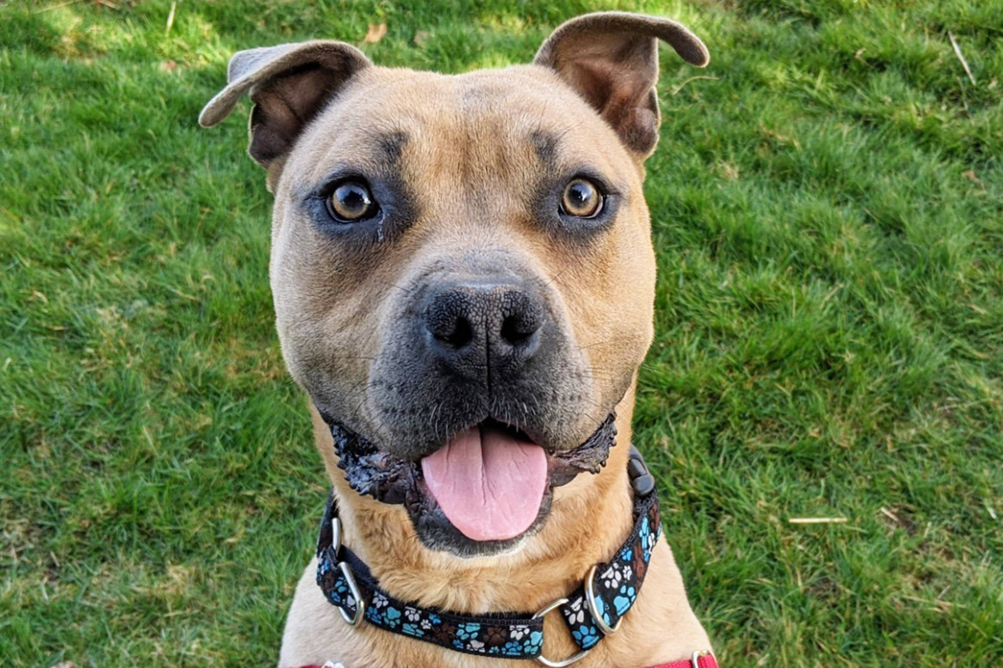 Kong, whose handsome face was shared in a Friday, April 1, post on the BC SPCA Facebook page, is up for adoption at the Nanaimo branch. (BC SPCA/Facebook image)