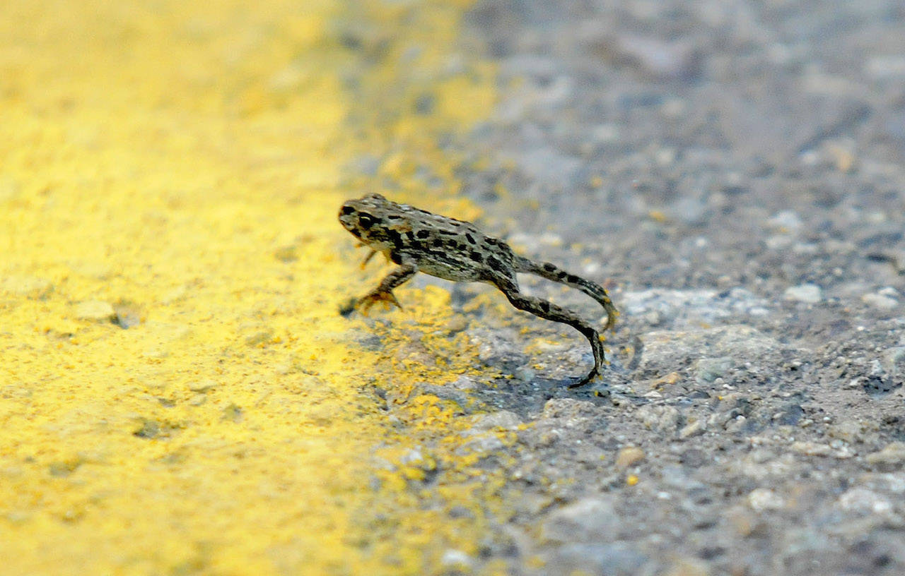 A Western toadlet crosses the centre line of Elk View Road in Chilliwack on Aug. 26, 2010. A tunnel underneath the road has since been installed to help them migrate cross the road. Saturday, April 24 is Save the Frogs Day. (Jenna Hauck/ Progress File)
