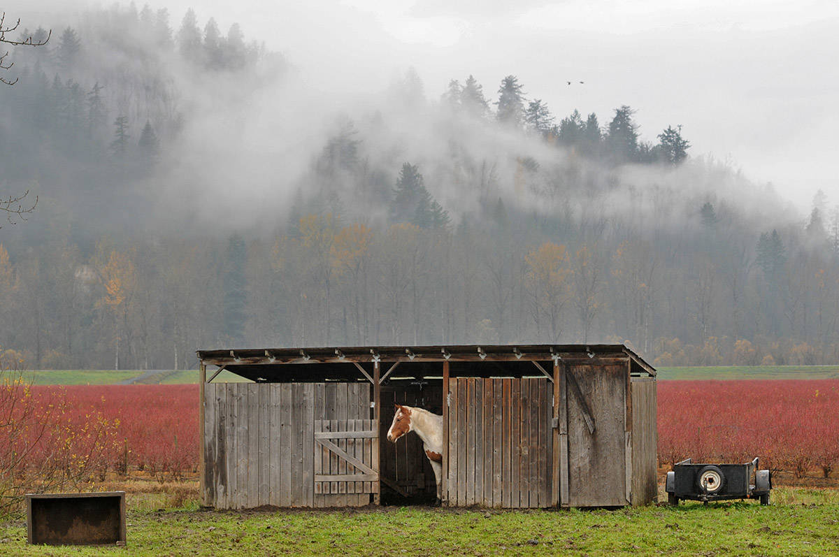 A horse on Yale Road West in Chilliwack peeks out from its shelter at the rainy weather on Friday, Nov. 20, 2020. Monday, April 26 is Help a Horse Day. (Jenna Hauck/ Chilliwack Progress file)