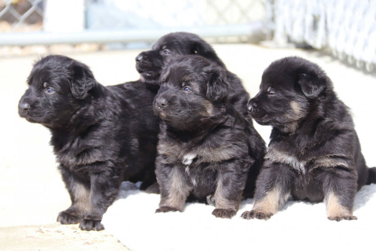 Some of the 13 German shepherd puppies born at the Police Dog Service Training Centre in Innisfail, Alta. in 2021. (RCMP)