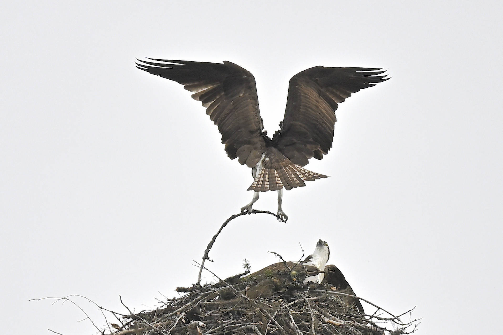 The ospreys in this photo are working on a nest beside Skimikin Lake on April 23, 2021. While just two ospreys can be seen, there is a third adult crouched deep inside the nest. (John Woods photo)