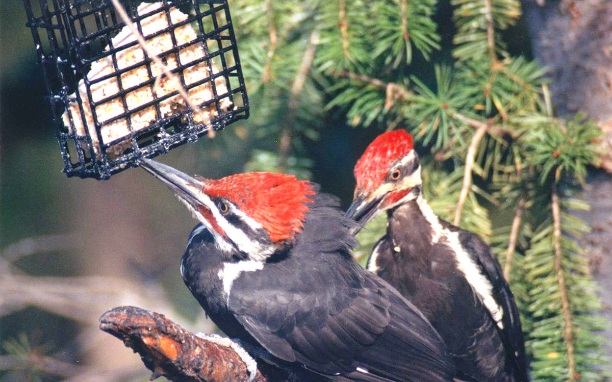 Two Pileated Woodpeckers sharing the bounty! Kathleen Opal photo