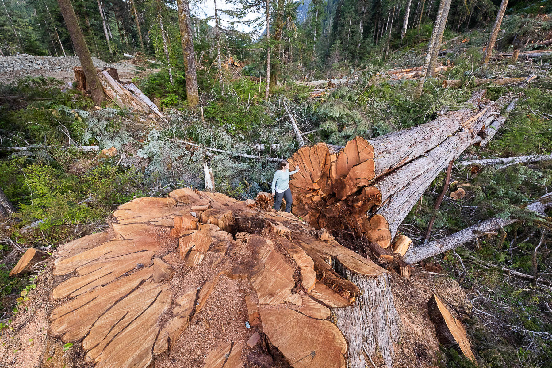 Ancient Forest Alliance campaigner Andrea Inness walks beside an enormous western red cedar stump in a BCTS-issued cutblock in the Nahmint Valley. (PHOTO COURTESY TJ WATT)