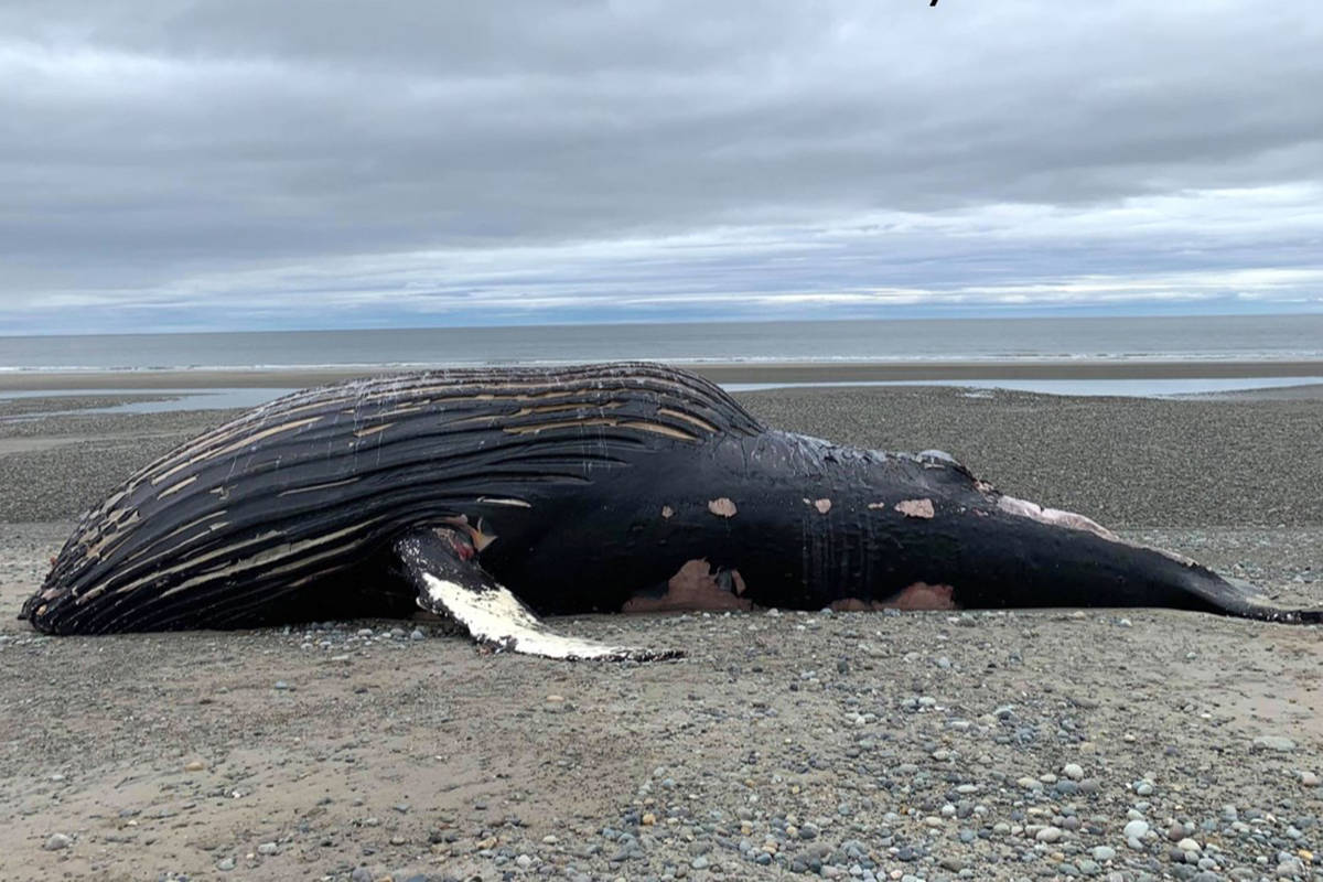 Kayak the humpback whale was found dead on a Haida Gwaii beach on Saturday, May 15, 2021. (Marine Education and Research Society)