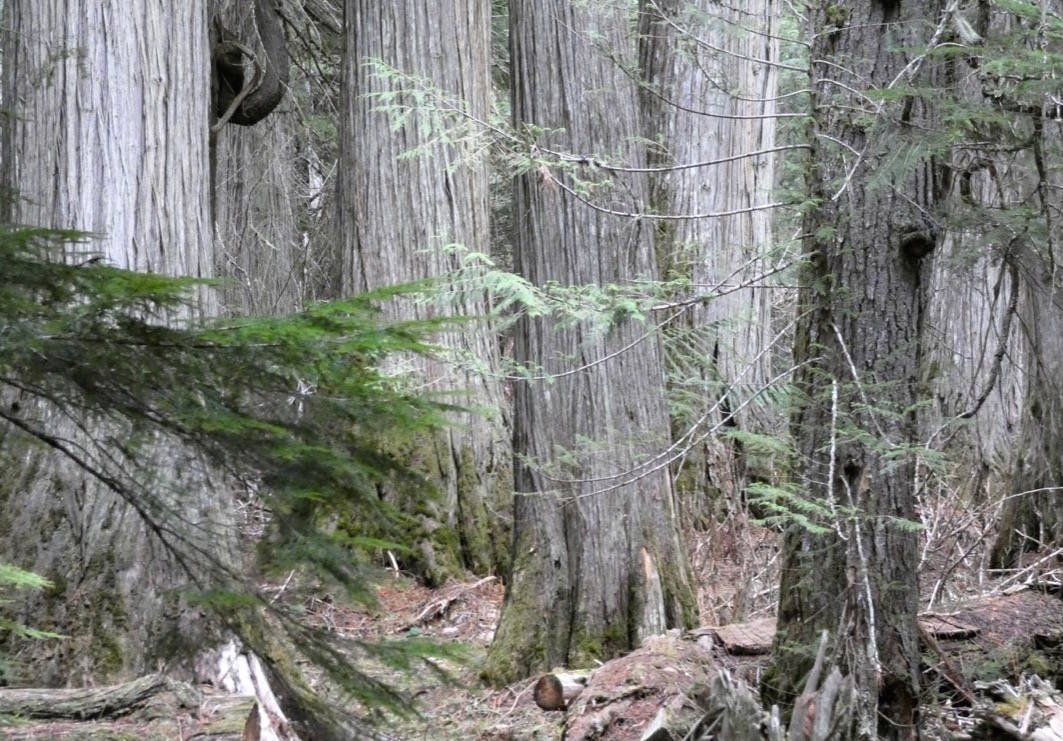 Old growth in the Lardeau Valley. “There is basically nothing left like this anywhere, but most valley bottoms in the Kootenays were once like this,” says Dr. Rachel Holt of Veridian Ecological Consulting. Photo: Rachel Holt