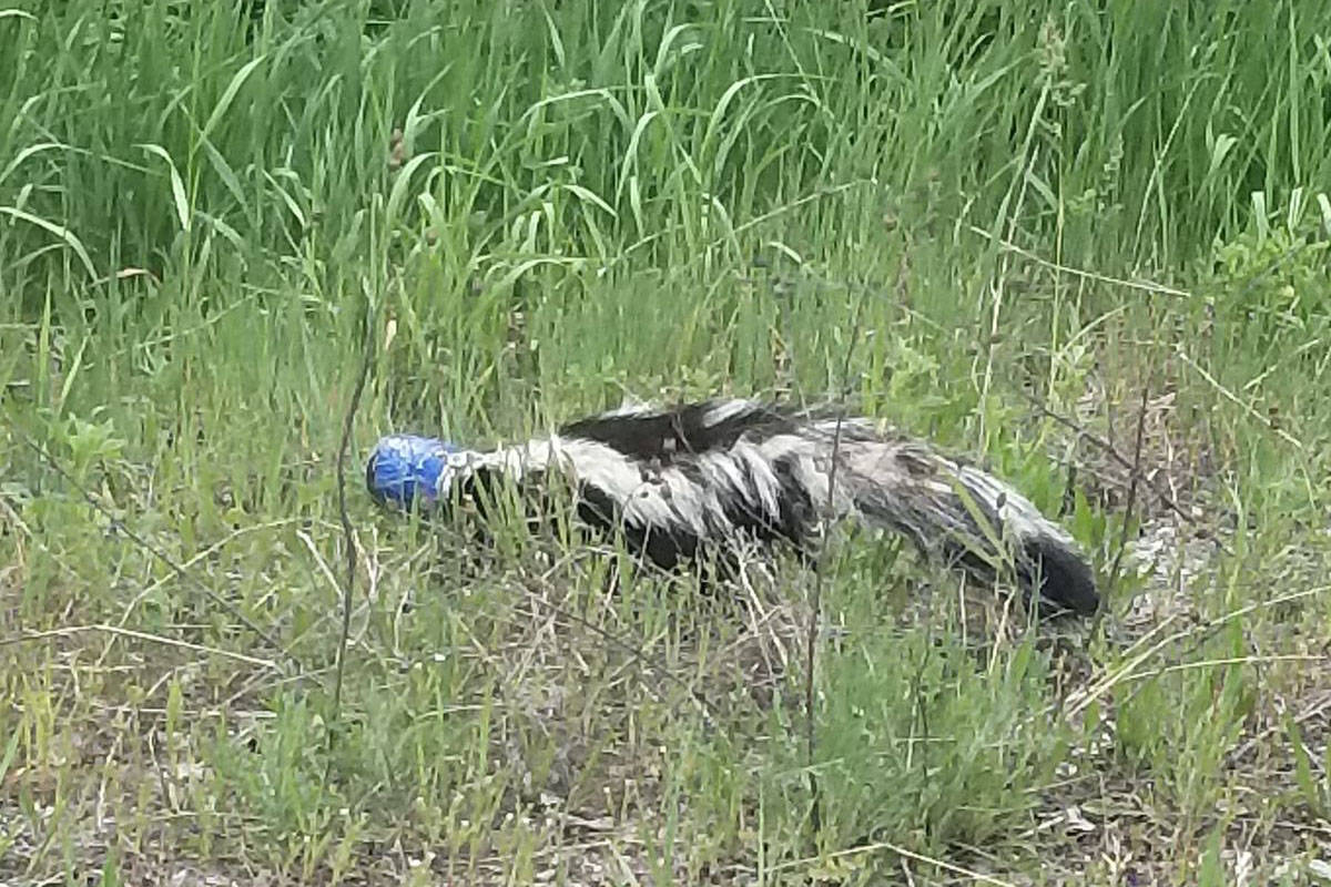 Blewett resident Michael Jeffery spotted this skunk with its head stuck in a can Saturday. Photo: Michael Jeffery