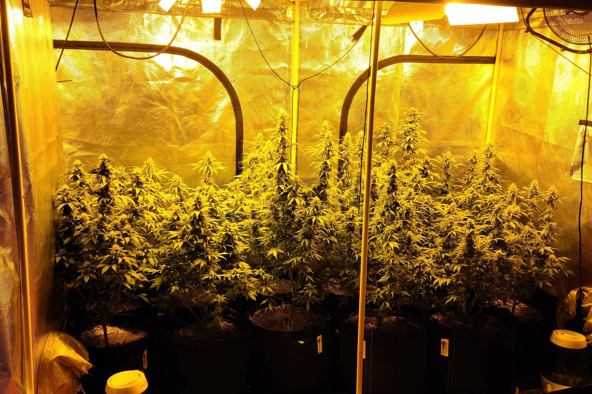 David and Laura Wilkinson’s medical cannabis is grown in self-contained vented tent systems in their basement. (Contributed)